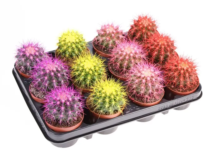 Echinocactus Rainbow mix črepník 8,5 cm
