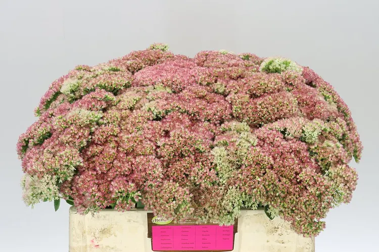 Sedum Herbstfreud 55 cm