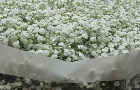Gypsofila Xlence 25 Gr Klok 75 cm