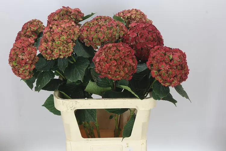 Hortenzia Anastasia Classic 80 cm