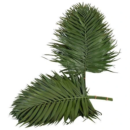 Chico Teepee X5 65 cm