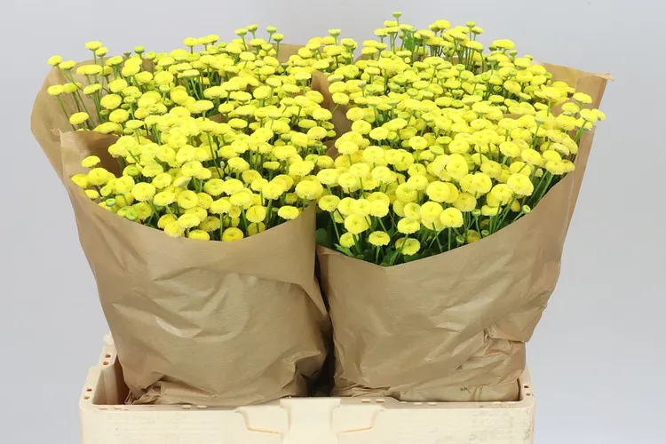 Tanacetum Amazone 60 cm