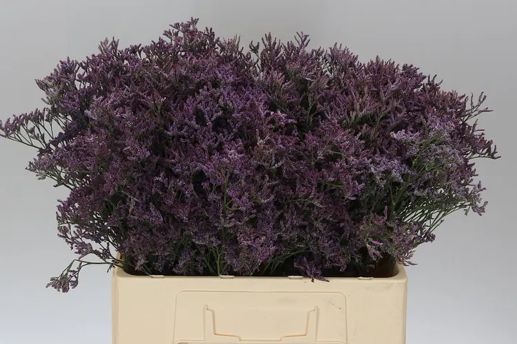 Lim. Piuma Dark 60 cm