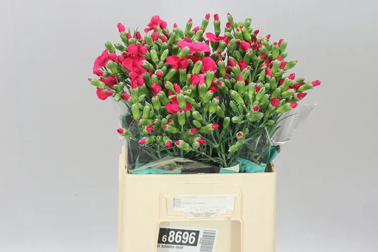 Di Solomio Imre 60 cm