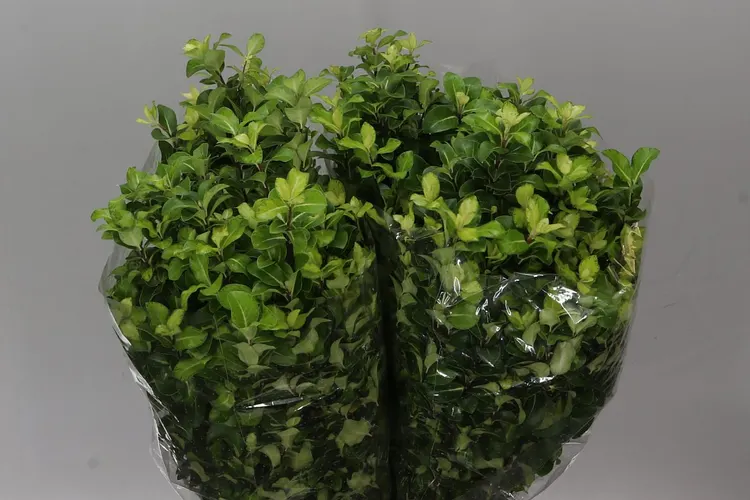 Pittosporum Lemon 50 cm