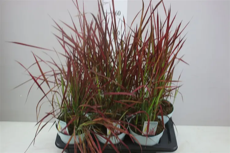 Imperata Cy Red Baron črepník 17 cm