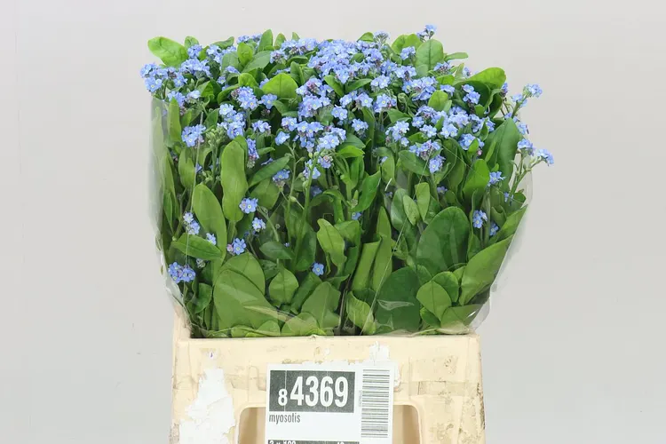 Myosotis 40 cm