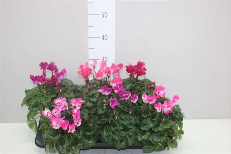 Cyklámen malokvetý Indiaka mix črepník 12 cm