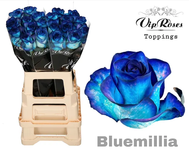 Ruža Bluemilia 65 cm