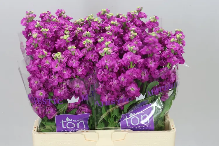 Matthiola Cerise 55 cm