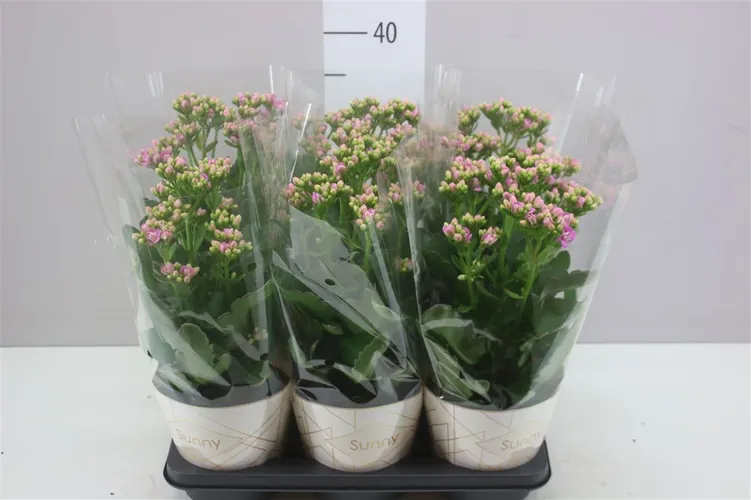 Kalanchoe Sunny Pink črepník 14 cm