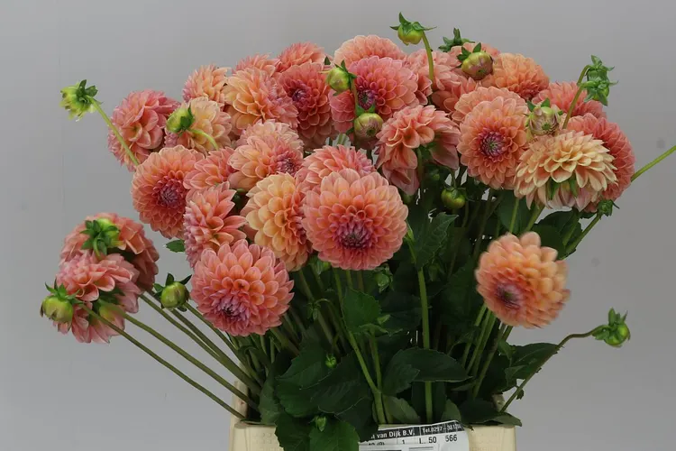 Dahlia Linda's Baby 50 cm