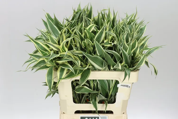 Drac San White Green 60 cm