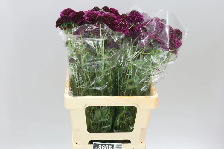 Scabiosa Atr Purple Scoop 60 cm