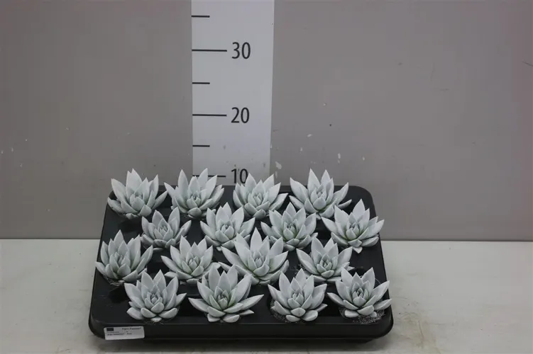 Echeveria biela črepník 6 cm