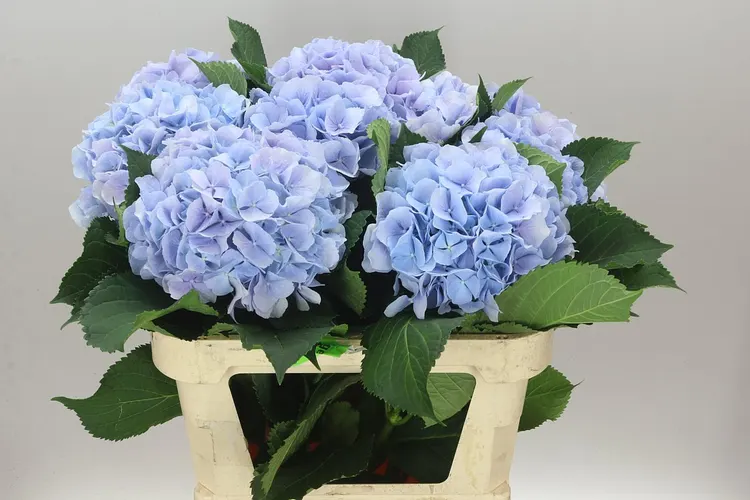 Hyd Verena Blue Pale 80 cm