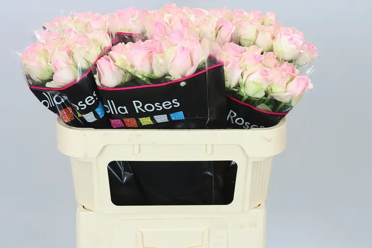 Rosa Gr Avalanche Sorbet 70 cm