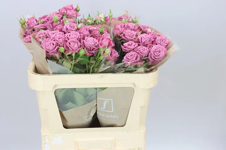 Rosa Tr Purple Queen 70 cm