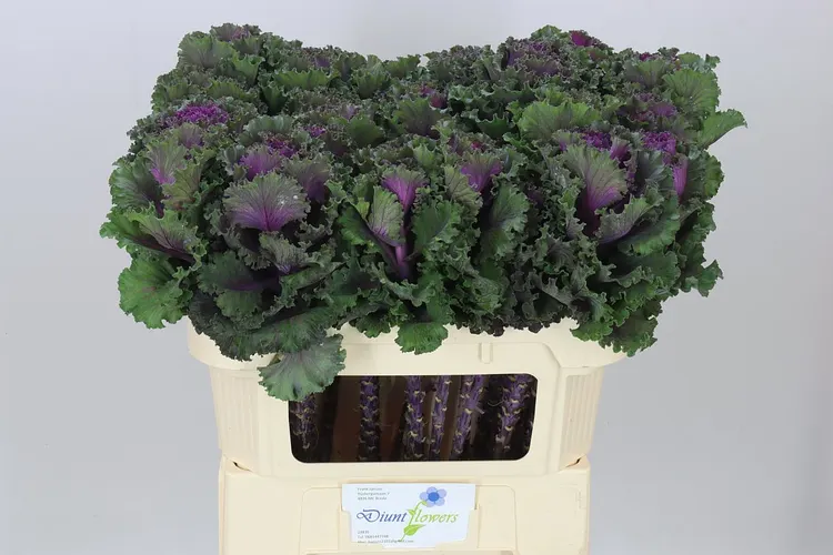 Brassica Ruffle Red 70 cm