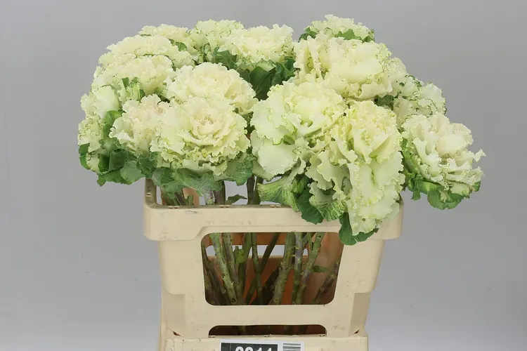 Okrasná kapusta First White 60 cm