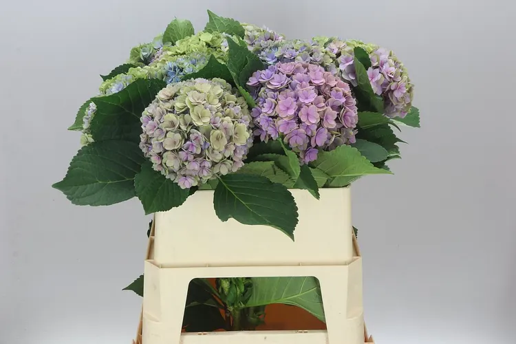 Hortenzia Majestic Lilac Classic 80 cm