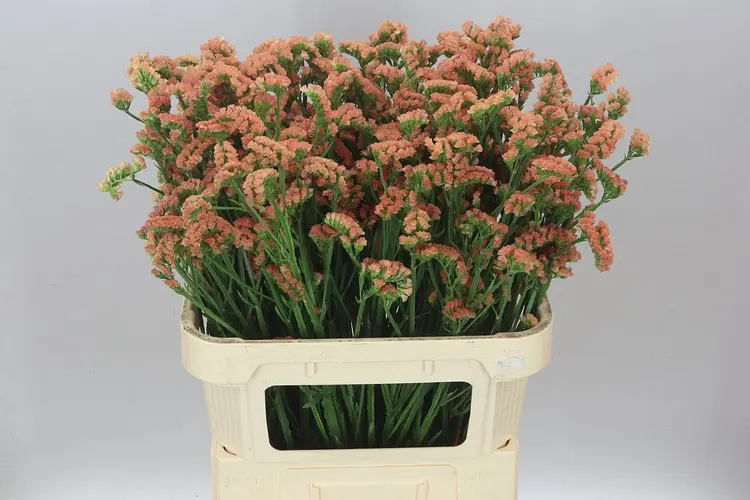 Limónium S Royal Orange 80 cm