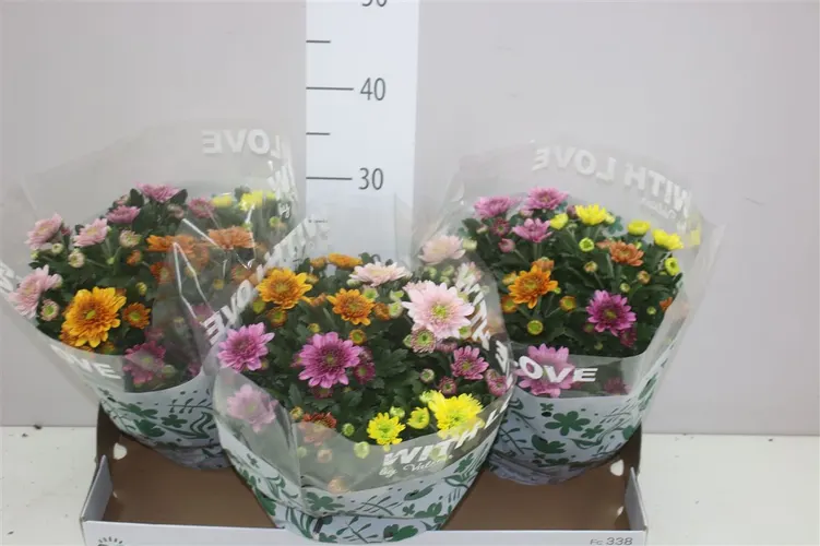 Chryzantéma črepníková Elixer v miske črepník 23 cm