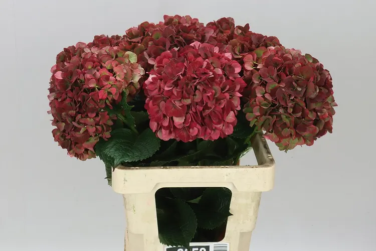 Hortenzia Kiss Classic Green Red 60 cm