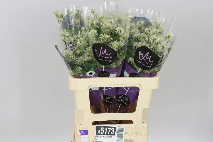 Clematis Amazing Kibo 60 cm