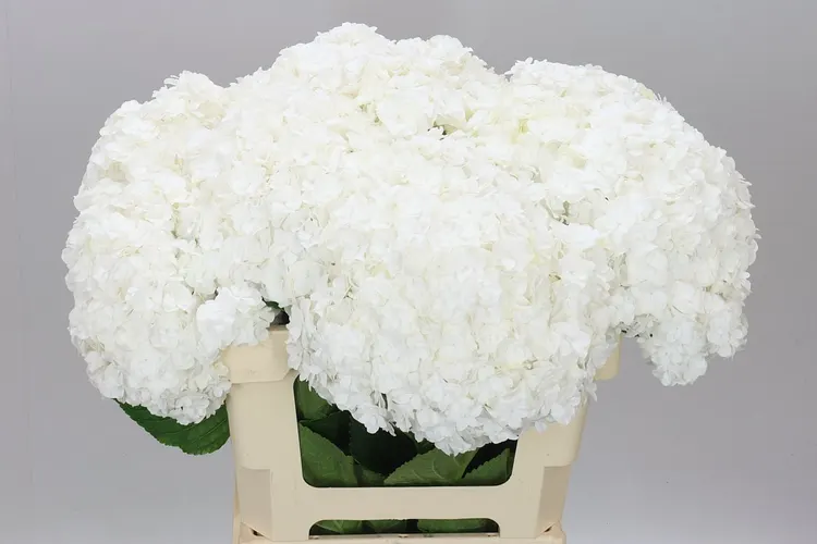 Hyd Highnes 60 cm
