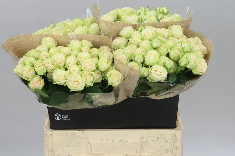 Rosa Tr Whitney 60 cm