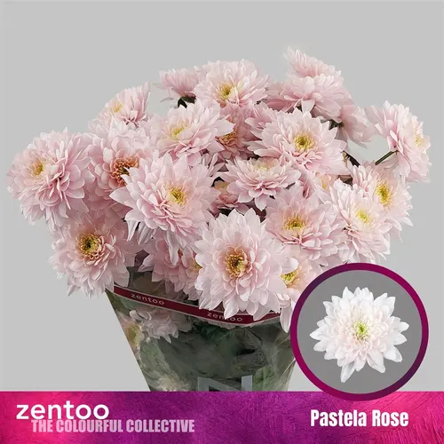 Chryzantéma trsová Pastela Rose 70 cm