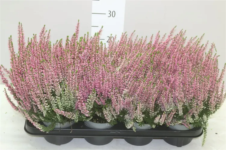 Calluna Beauty Ladies Roze črepník 12 cm