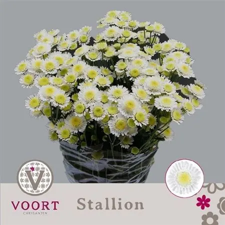 Chr T Stallion 70 cm