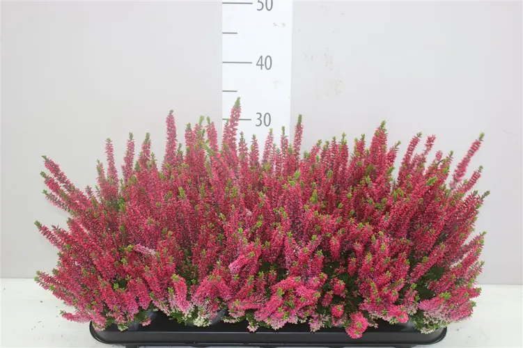 Calluna Beauty Ladies Rood črepník 10,5 cm