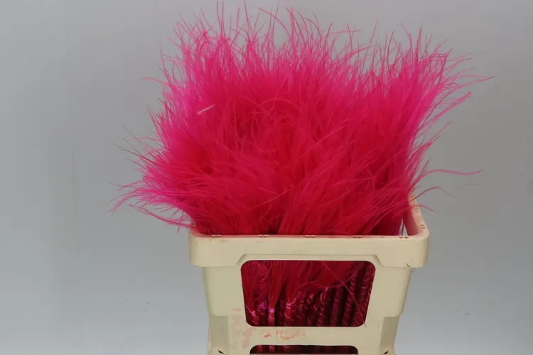 Stypha Cerise 60 cm