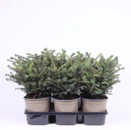 Picea Omorika 'karel' črepník 15 cm