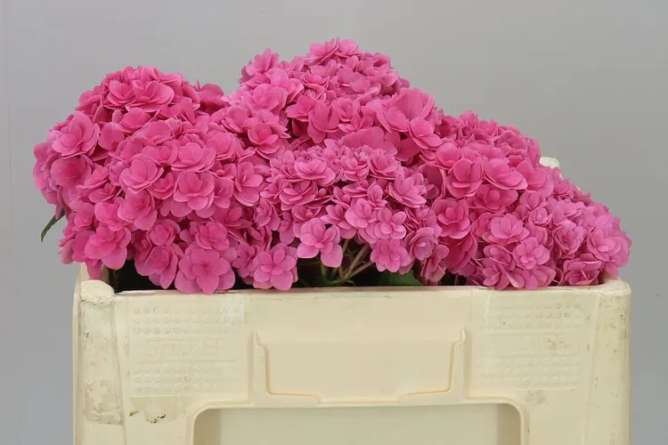Hortenzia Kiss 50 cm