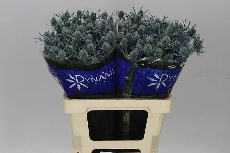 Eryngium Blue Dynamite 60 cm