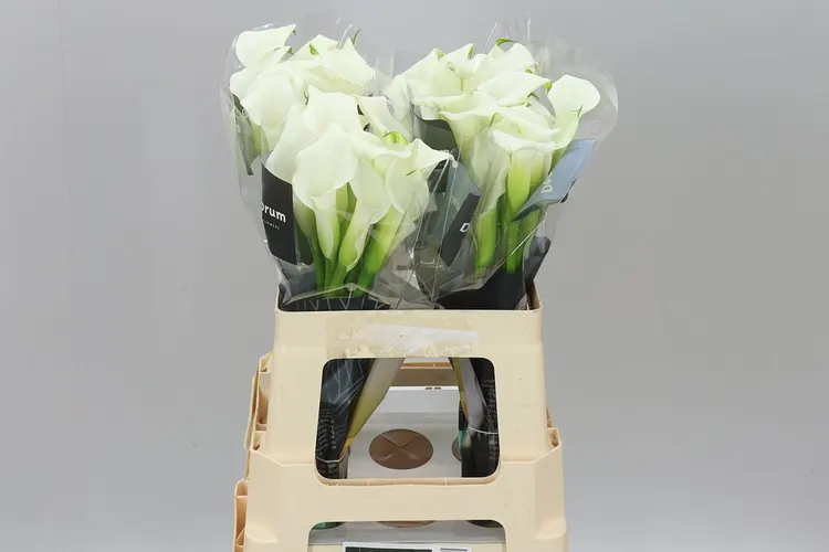 Zant Crystal Blush 60 cm