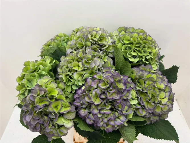 Hortenzia Verena Green Purple Classic 60 cm