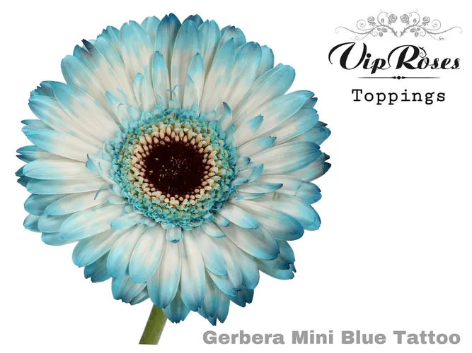 Ge Mi Blue Tattoo 50 cm