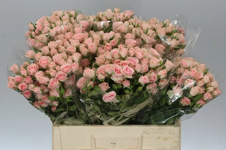 Rosa Tr Lydia Imp. 60 cm