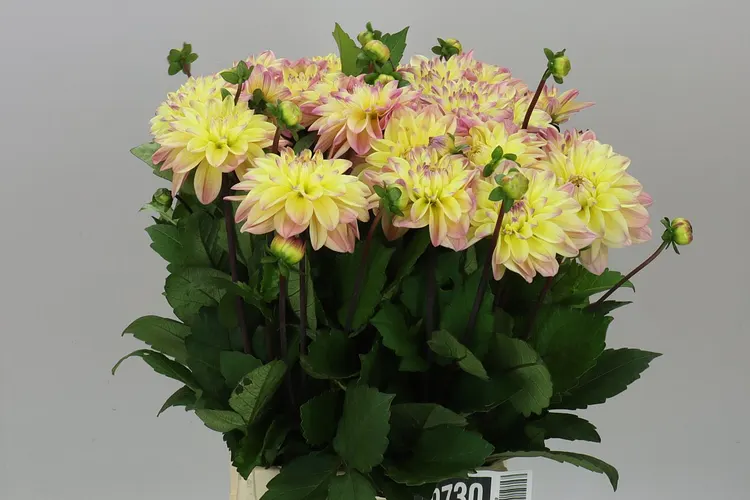 Dahlia Mondriaan 45 cm