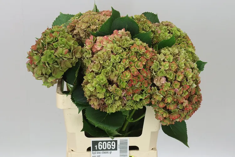 Hortenzia Kiss Classic Green Red 60 cm