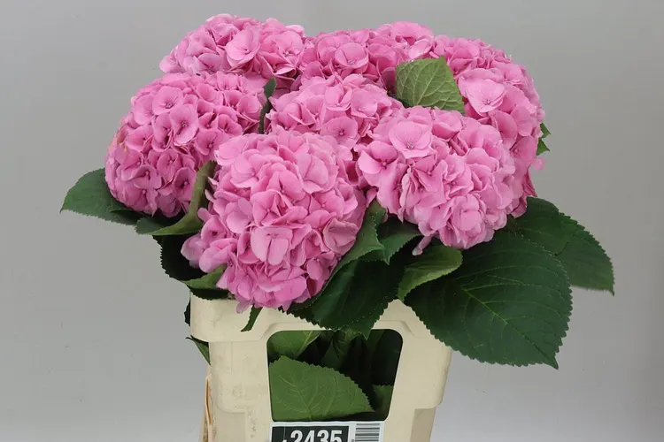 Hortenzia Heaven 60 cm