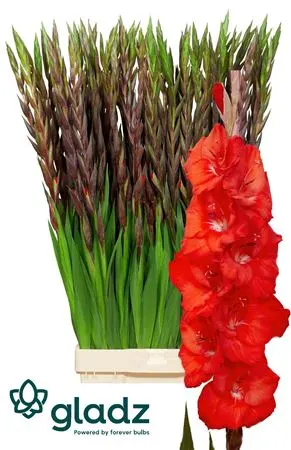 Glad Bunga Red 120 cm