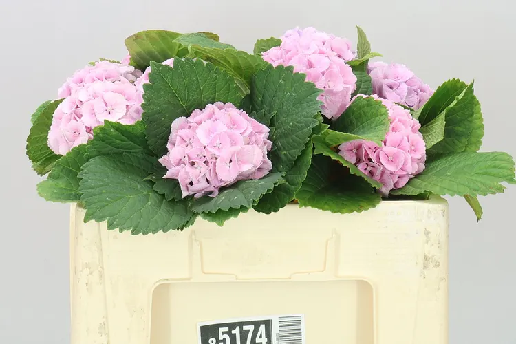 Hortenzia Lolly Pop Pink Pale 50 cm