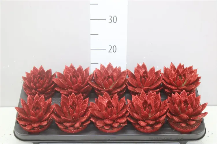 Echeveria Red + Glitter črepník 10,5 cm