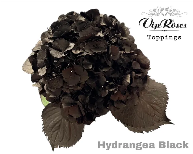Hydr M Black 60cm 60 cm